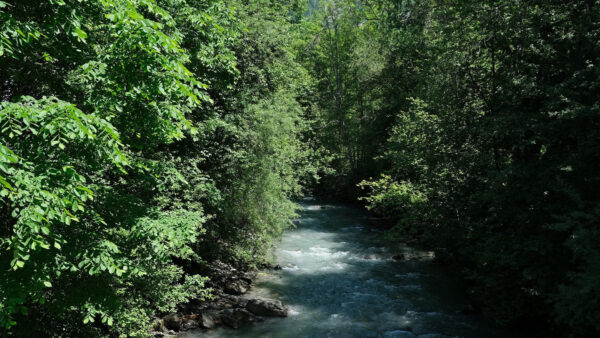 Wallpaper Water, Ripple, River, Trees, Between, Stream, Nature