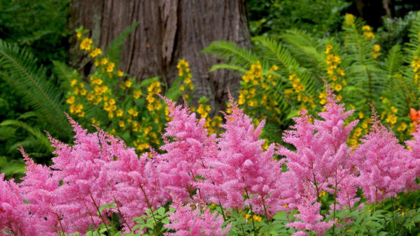 Wallpaper Nature, Plants, Green, Trees, Yellow, Leaves, Flowers, Pink