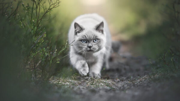Wallpaper Path, Walking, Background, Cat, White, Black, Blur, Light