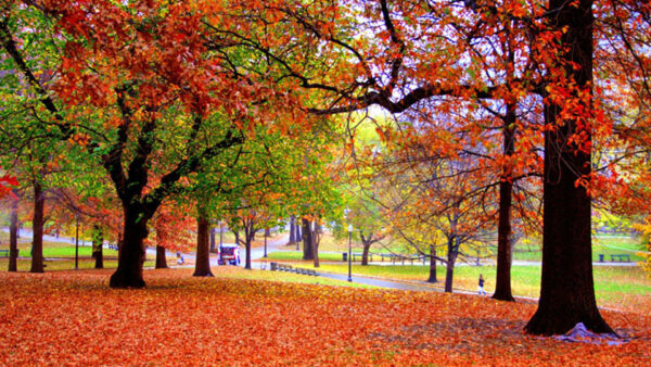 Wallpaper Leaves, Road, Trees, Park, Autumn