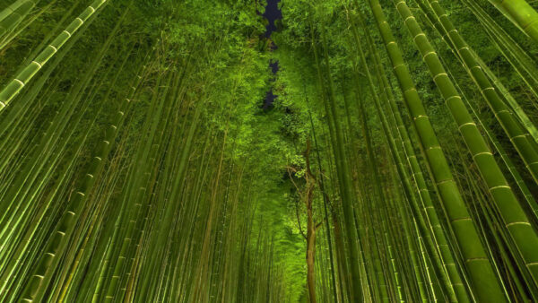 Wallpaper Worm’s, Trees, Forest, Eye, Bamboo, With, View, Lights