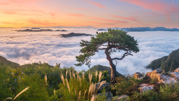 Wallpaper Clouds, Rocks, During, Tree, Fog, Sky, Bushes, Under, Branches, Blue, Sunrise, Stones, Mountains, Nature