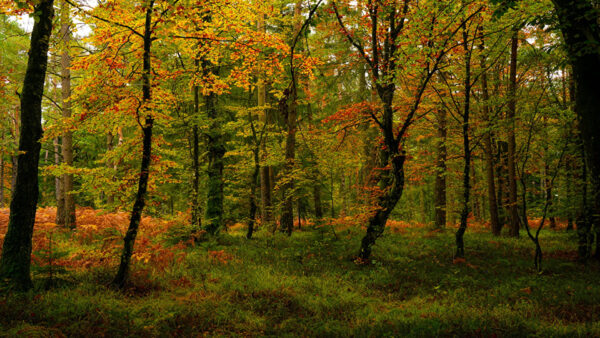 Wallpaper Green, Field, Autumn, Trees, Forest, Red, Yellow, Grass