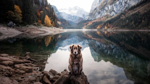 Wallpaper Rock, Mountains, Sitting, Background, River, White, Stone, Brown, Dog