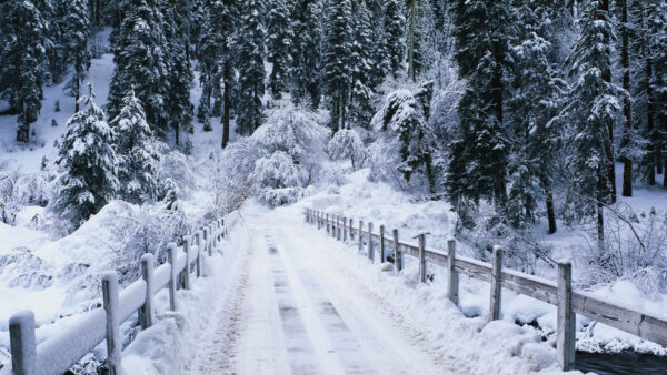 Wallpaper Path, Between, Trees, Wood, Fence, Covered, Winter, Snow, Forest