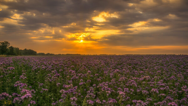 Wallpaper Light, Purple, Field, Sunset, During, Trees, Flowers, Forest, Clouds, Blue, Sky, Under