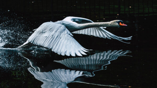 Wallpaper Birds, Reflection, With, Mute, Water, Flying, Bird, Swan, From