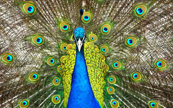 Wallpaper Peafowl