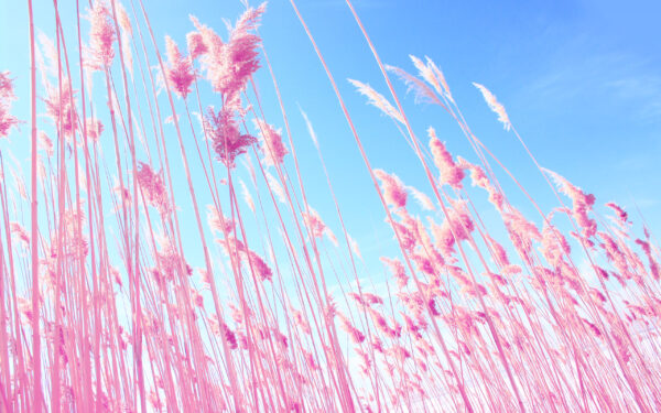 Wallpaper Beach, Grass