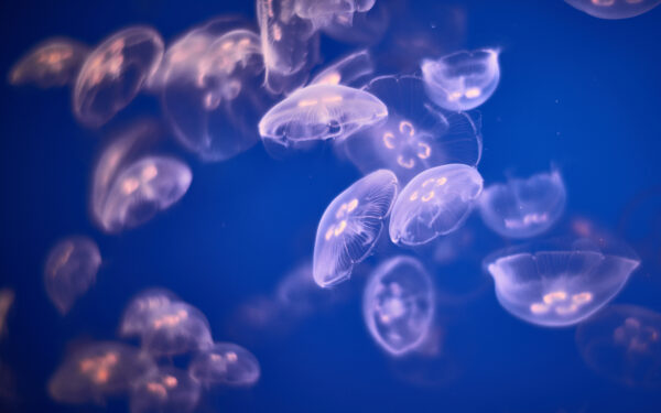 Wallpaper Jellyfishes, Underwater