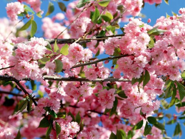 Wallpaper Colorful, Flowers