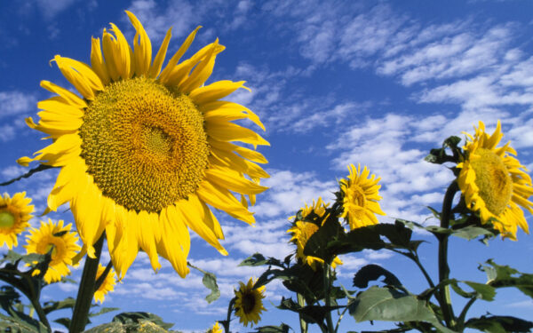 Wallpaper Colorful, Sunflowers