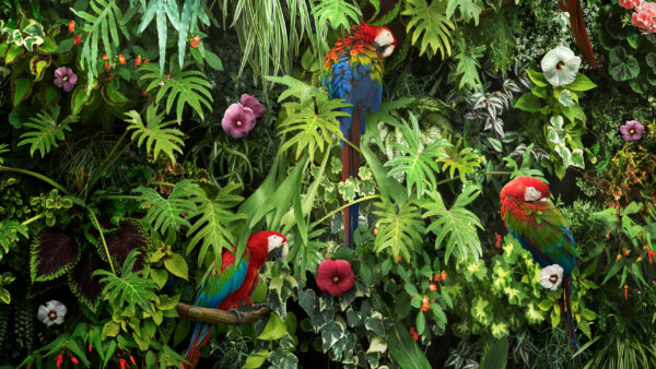 Wallpaper Macaw, Parrots