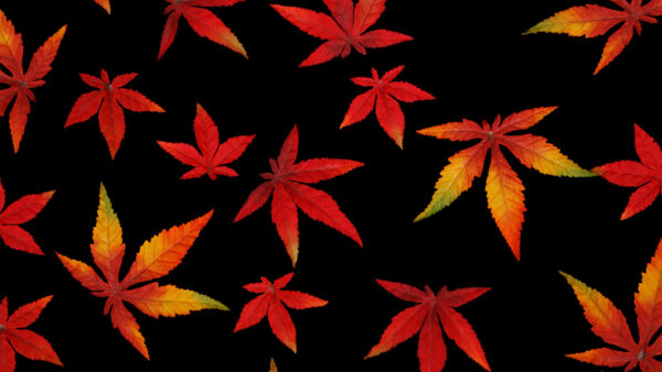 Wallpaper Black, Leaves, Background, Autumn