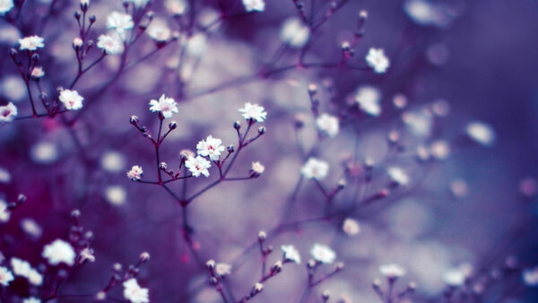 Wallpaper Light, Flowers, Purple, Desktop, White, Mobile, Nature, Background