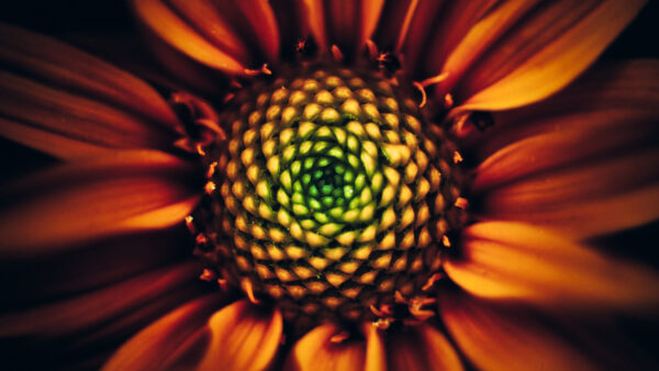 Wallpaper Sunflower