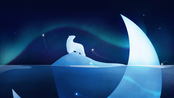 Wallpaper Polar, Bear, Night