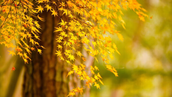 Wallpaper Nature, Desktop, Green, Leaves, Tree, Autumn, Yellow, Mobile, Background, Blur
