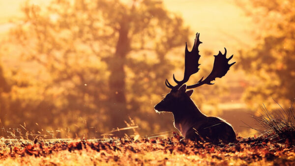Wallpaper Deer, Forest, Blur