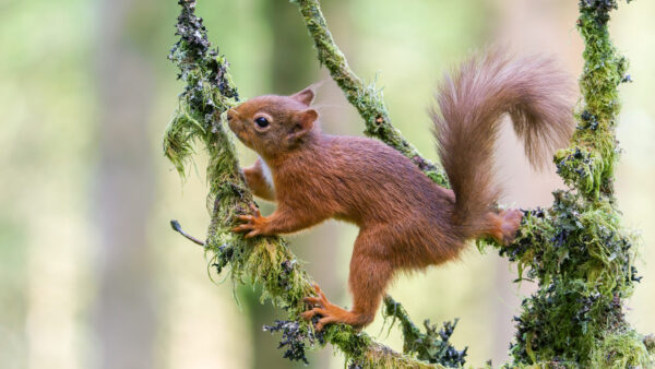 Wallpaper Animals, Desktop, Animal, Squirrel