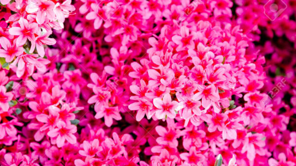 Wallpaper Background, Spring, Desktop, Pink, Bright, Flowers, Small