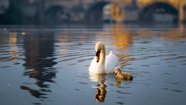 Wallpaper Desktop, Pond, Mobile, Swan, With, Birds, Chick