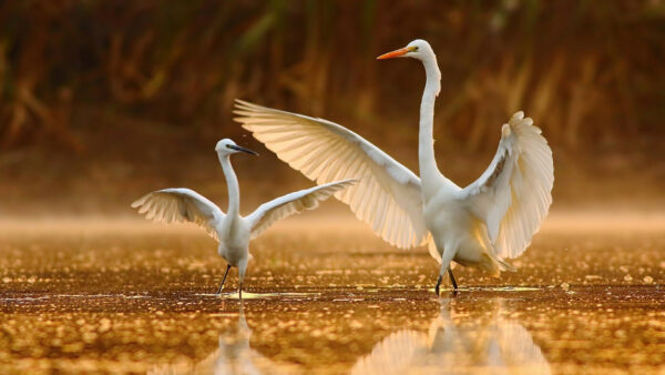 Wallpaper Desktop, Are, Birds, Open, Crane, Wings, With, Water, Standing, Reflection, White