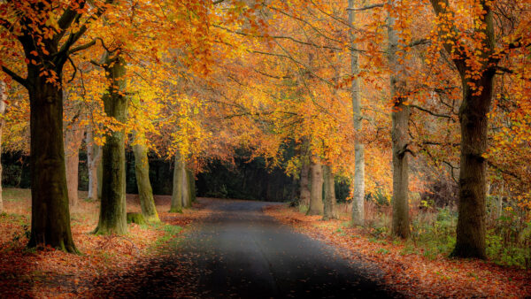 Wallpaper Trees, Desktop, Mobile, Between, Foliage, Nature, Fall, Road