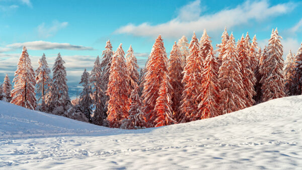 Wallpaper And, Blue, Sky, With, Mountain, Winter, Trees, Clouds, Covered, Snow, Under