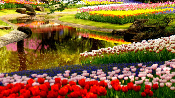 Wallpaper Nature, River, Desktop, Flowers, Between, Reflection, With, Colorful