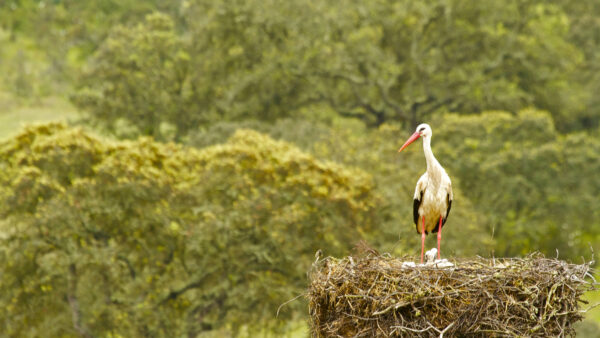 Wallpaper Black, Nest, Blur, And, Near, Background, Yellow, Bird, Animals, Green, Standing