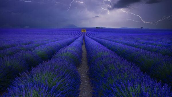 Wallpaper Field, Blue, Under, Flowers, Sky, Spring, Lightning, Lavender