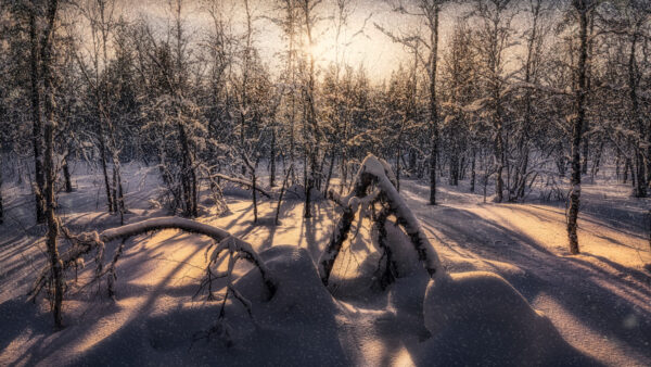 Wallpaper Covered, Mobile, Nature, Snow, With, Desktop, Trees, Winter, Forest, During