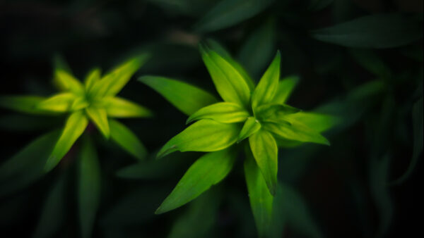 Wallpaper View, Nature, Mobile, Leaves, Closeup, Desktop, Green