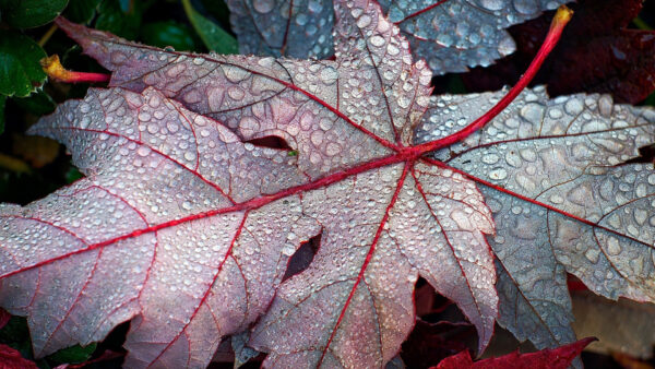 Wallpaper Nature, Water, Drops, With, Desktop, Leaves