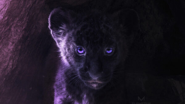 Wallpaper Blue, Simba, The, Lion, Desktop, Eyes, King