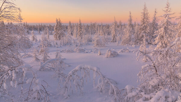Wallpaper Trees, Pine, Nature, Field, Snow, During, Covered, Sunrise, Desktop