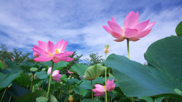 Wallpaper Flowers, Under, With, Blue, Sky, Lotus, Foliage