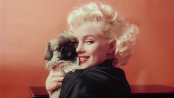 Wallpaper Marilyn, Smiley, Monroe, With, Dress, Orange, Celebrities, Background, Black, Wearing, Puppy, Desktop