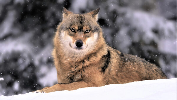 Wallpaper Wolf, Animals, Animal, Desktop, Mobile