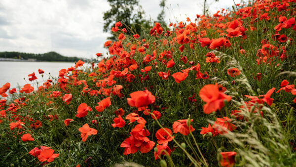 Wallpaper Plants, Red, Background, Flowers, River, Field, Mobile, Common, Poppies, Desktop