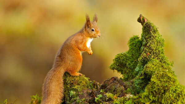 Wallpaper Desktop, Algae, Mobile, Covered, Standing, Background, Fur, Brown, Squirrel, Trunk, Tree, Blur