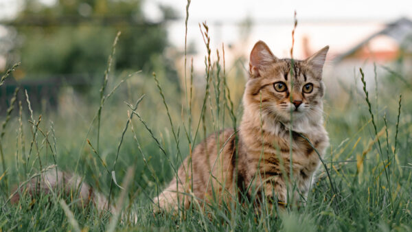 Wallpaper Black, Sitting, Cat, Mobile, Brown, Desktop, With, Field, White, Grass, Stare, Look