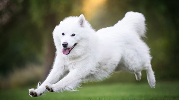 Wallpaper Dog, White, Running, Samoyed, Grass