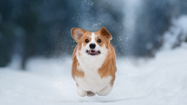 Wallpaper Dog, Snow, Running, Field, Brown, White, Corgi