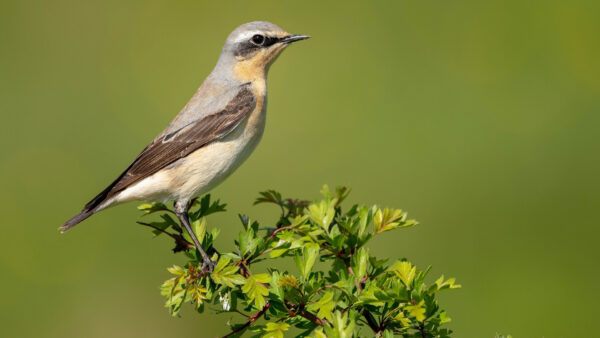 Wallpaper Plant, Desktop, Standing, Birds, Bird, Wheatear, Green