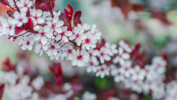 Wallpaper Flowers, White, Desktop, Background, Blur, Mobile, Blossom, Spring, Branch, Cherry, Tree