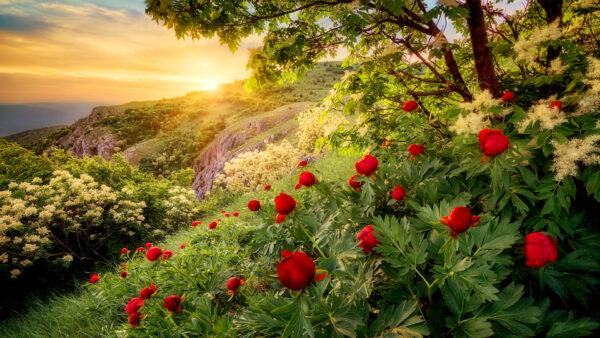 Wallpaper Flowers, Rose, Plants, Closeup, Sunset, View, Red, Leaves, During, Green, Beautiful