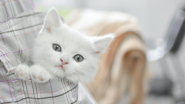 Wallpaper Kitten, Background, Inside, Cat, White, Pocket, Blur, Cute