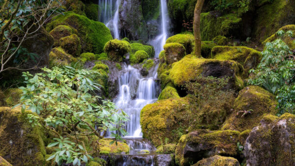 Wallpaper Covered, Green, Nature, Trees, Pouring, Rocks, Algae, Waterfalls